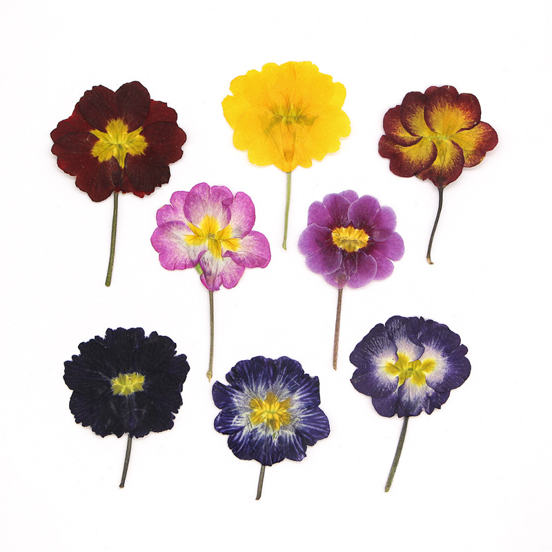 Dried Flower Bookmark - 48個入り ヨーロッパ産プリムローズ ドライフラワー プレスフラワー 植物標本 ステッカー