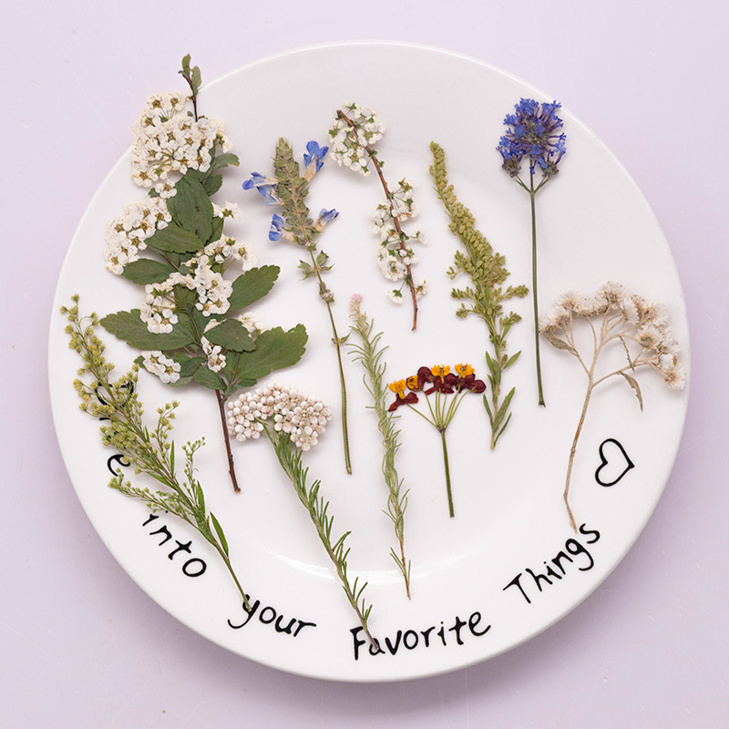 Dried Flower Bookmark - 500個入り大型パッケージのシダ押し花、教材用ドライフラワー標本、DIY手作りブックマーク、レジン用ドライフラワー、スマホケースレジン、レジンアロマセラピー