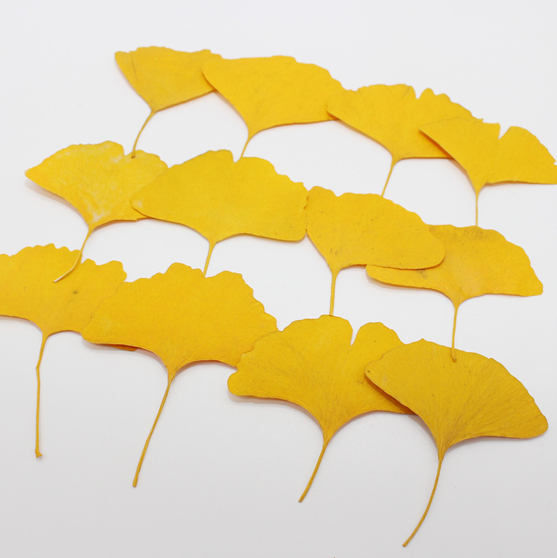 Dried Flower Bookmark - 60 個の押し花乾燥黄色/緑イチョウ葉植物標本館ジュエリー用ブックマーク電話ケースポストカードクラフト