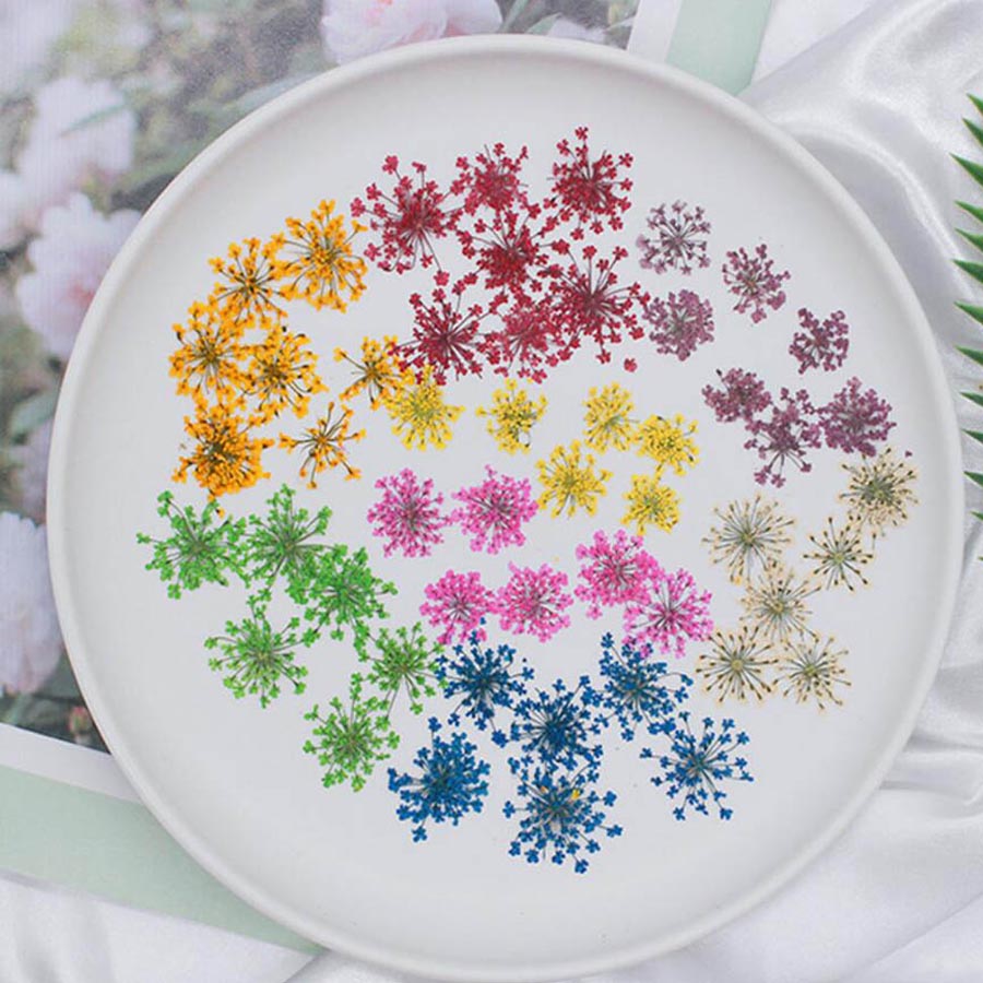 Ammi majus-プレスされた乾燥した花,15〜20mm - Dried Flower Bookmark のレビューと価格