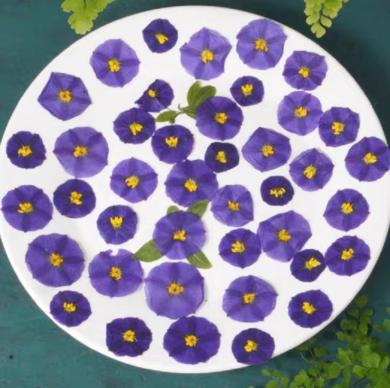 100個の圧縮乾燥した緑色の衣類ラネティシエラは,ポストカー - Dried Flower Bookmark のレビューと価格