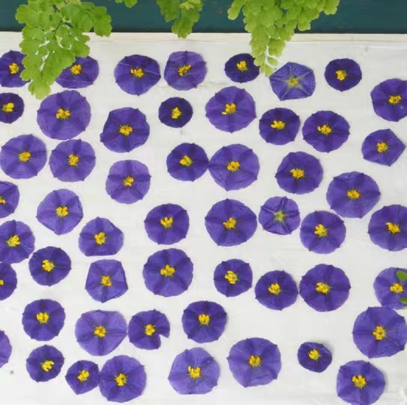 100個の圧縮乾燥した緑色の衣類ラネティシエラは,ポストカー - Dried Flower Bookmark のレビューと価格