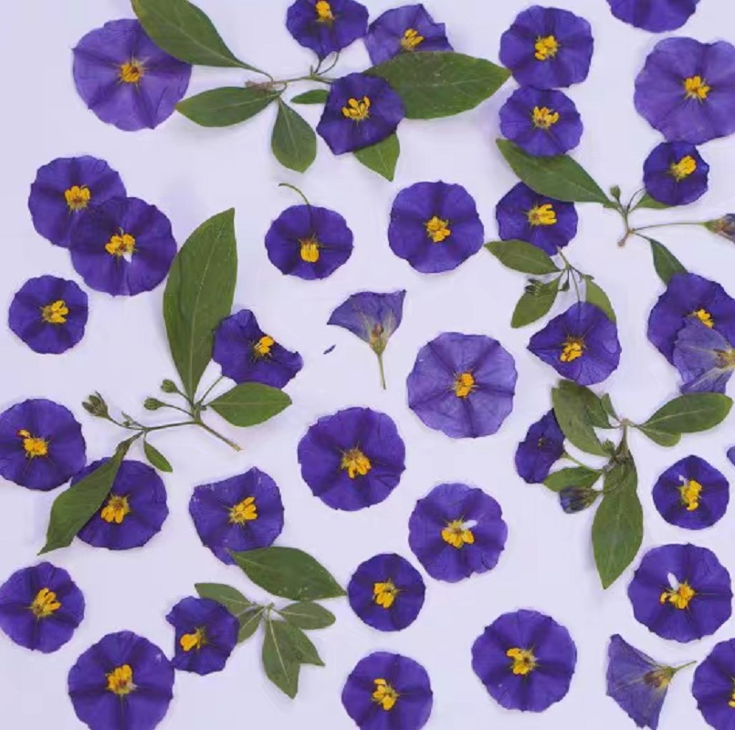 100個の圧縮乾燥した緑色の衣類ラネティシエラは,ポストカー - Dried Flower Bookmark のレビューと価格