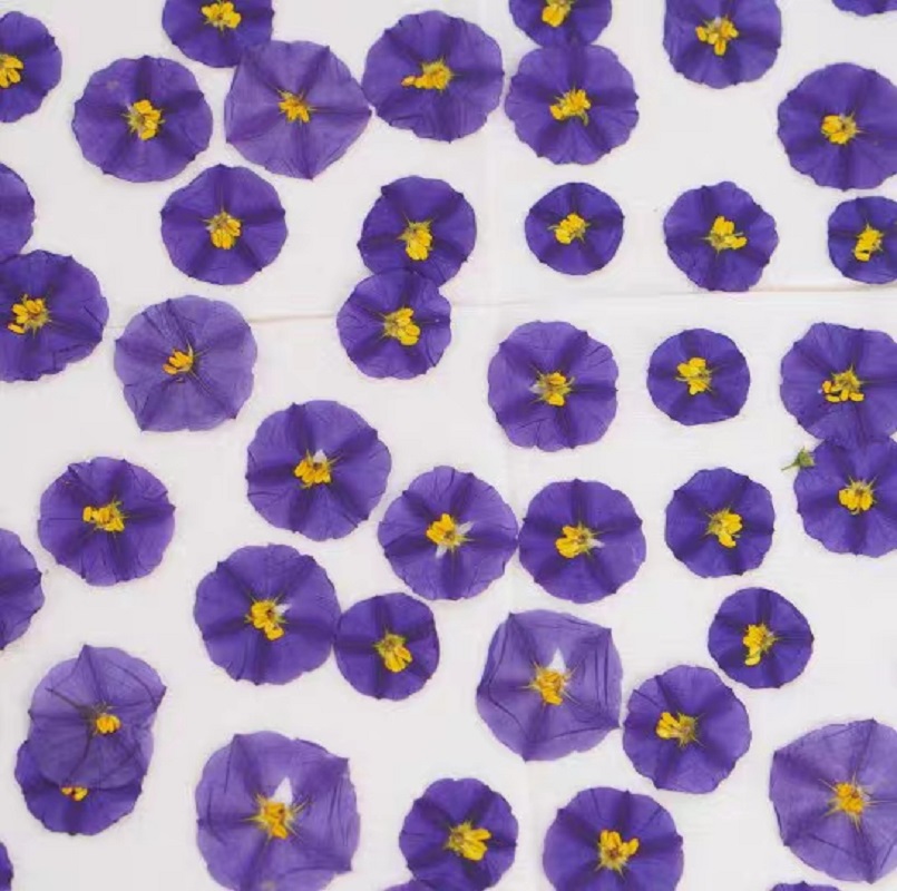 100個の圧縮乾燥した緑色の衣類ラネティシエラは,ポストカー - Dried Flower Bookmark のレビューと価格
