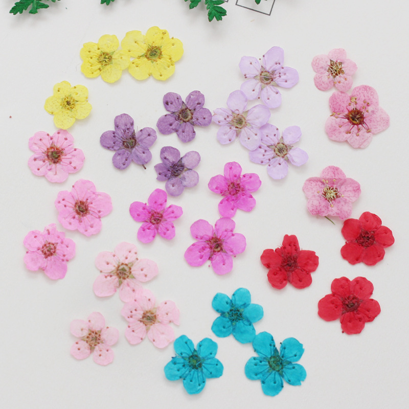 ミニプレス乾燥水仙,60個,植物,ハーブ,エポキシ樹脂,ジュ - Dried Flower Bookmark のレビューと価格