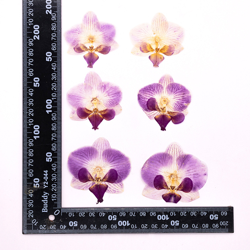 4個入り押し花胡蝶蘭の花頭と葉の植物標本、レジンDIYブック - Dried Flower Bookmark のレビューと価格