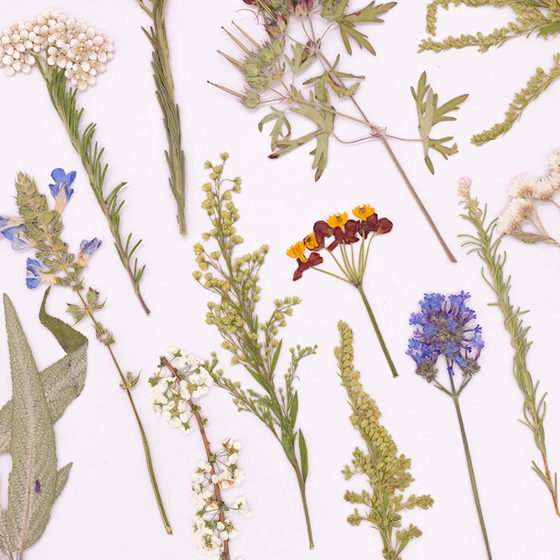 500個入り大型パッケージのシダ押し花、教材用ドライフラワー - Dried Flower Bookmark のレビューと価格