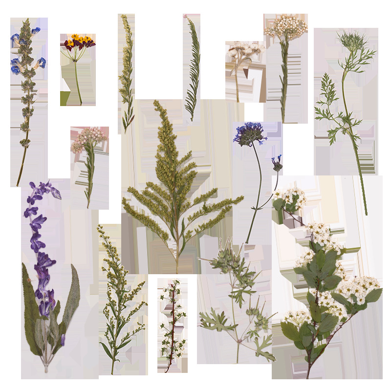 500個入り大型パッケージのシダ押し花、教材用ドライフラワー - Dried Flower Bookmark のレビューと価格