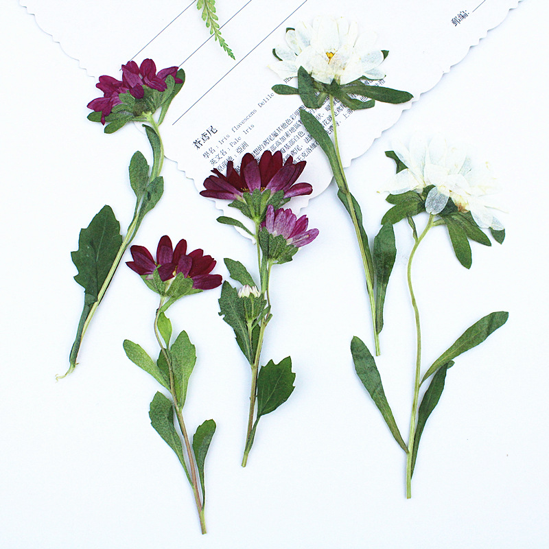 24個入り、ミニ菊の押し花、レジン製スマホケース、ランプ、デ - Dried Flower Bookmark のレビューと価格