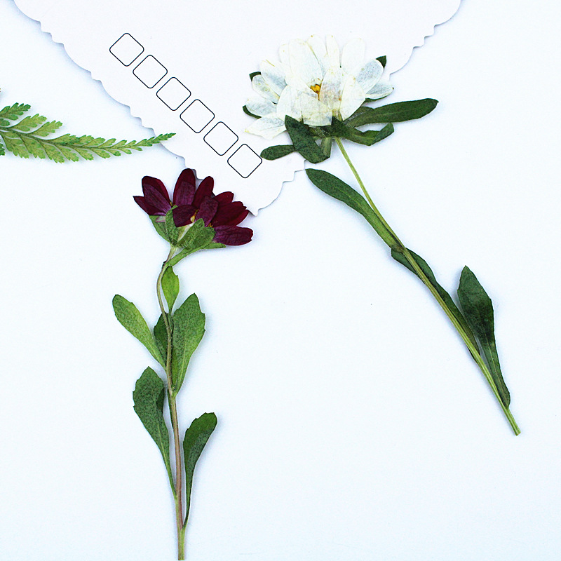 24個入り、ミニ菊の押し花、レジン製スマホケース、ランプ、デ - Dried Flower Bookmark のレビューと価格